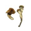 where to buy magic mushrooms​