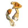 buy psychedelic mushroom
