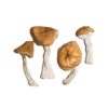 buy magic mushroom