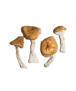buy magic mushroom