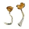 buy magic mushrooms online​