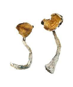 buy magic mushrooms online