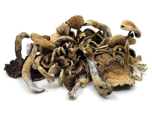 Buy Golden Teachers Magic Mushrooms